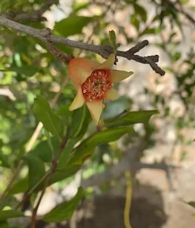 Azaleas Velilla-Taramay